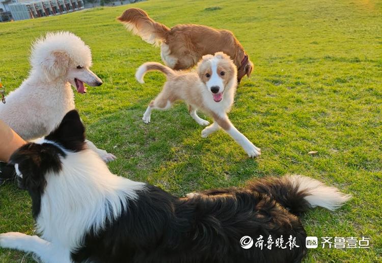 “五一”小长假带火宠物寄养济南有商家日收费近千元_今日头条_大众网