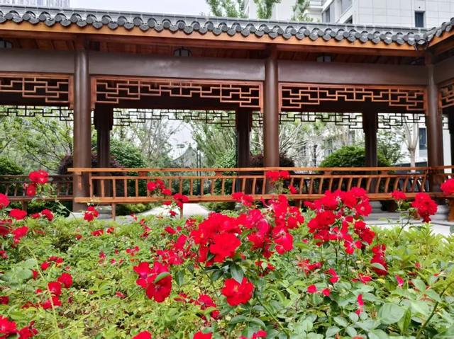 蚌埠这里闲置地块变身社区绿洲……(图4)