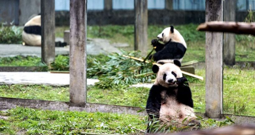 九游app：2025国庆重庆亲子游好去处推荐