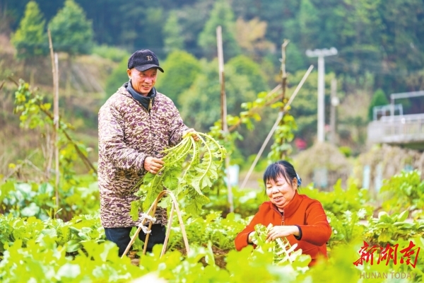 谱写茶乡巨变新篇章——省委宣传部（省文资委）系统乡村振兴对口帮扶安化县纪实湖南日报要闻头条(图10)
