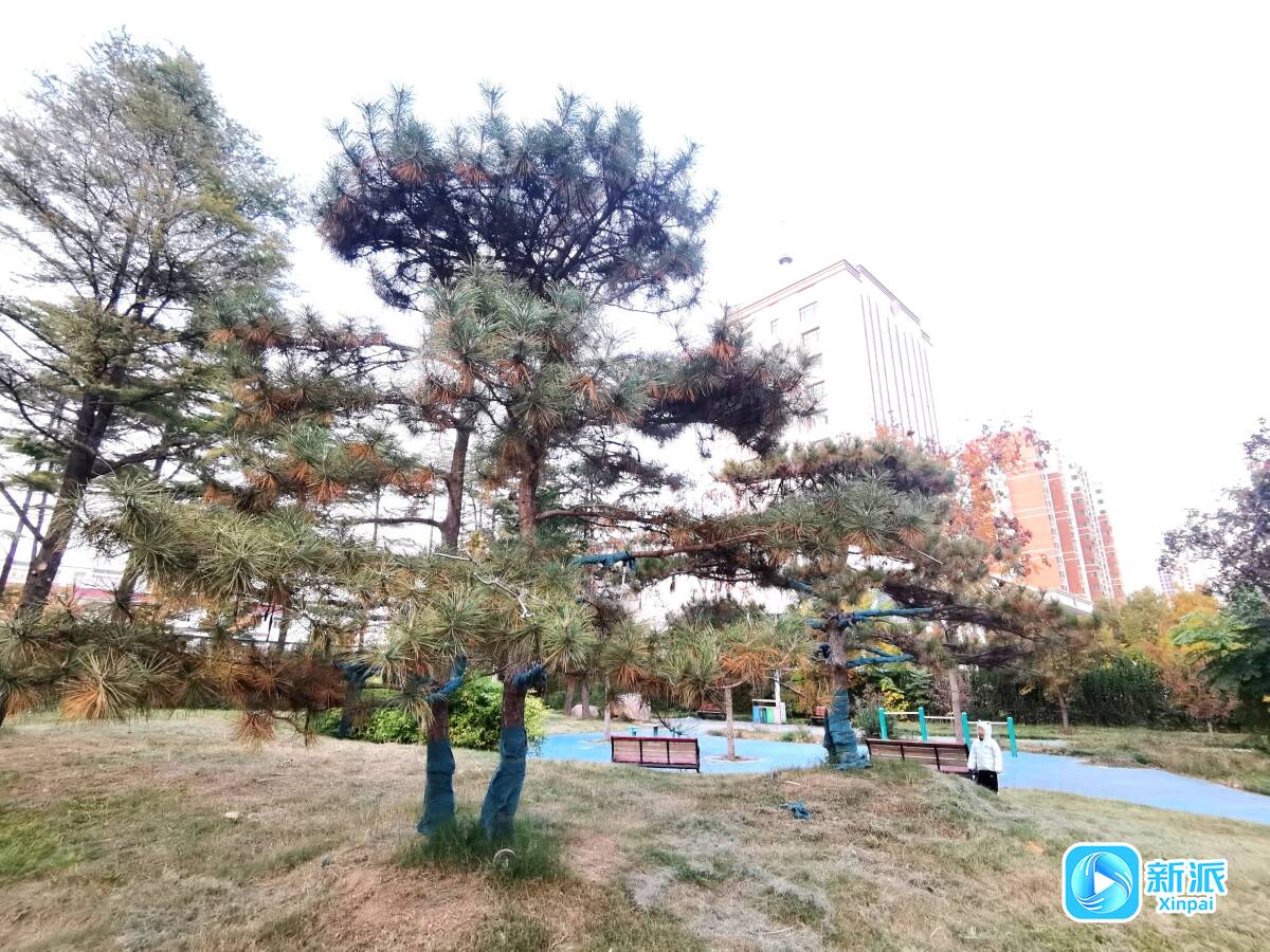 九游app：“潍”美游园 “坊”间探幽 祥泰园：描绘市民家门口的幸福图景(图5)