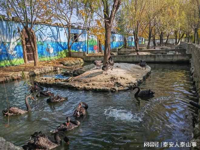 九游娱乐：泰安：城西有一个儿童乐园曾是热门亲子游目的地现在免费游览(图3)