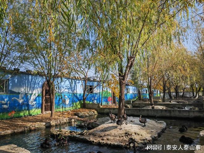 九游娱乐：泰安：城西有一个儿童乐园曾是热门亲子游目的地现在免费游览(图8)