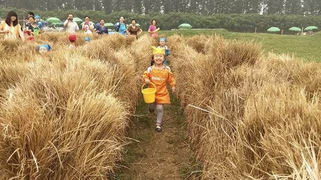 把30多个城郊农场爆改成孩子们的乐园他要做万千孩子的「田妈妈」(图2)