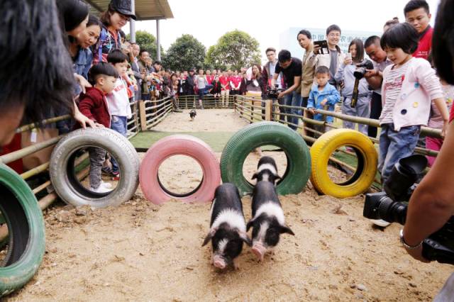 把30多个城郊农场爆改成孩子们的乐园他要做万千孩子的「田妈妈」(图11)