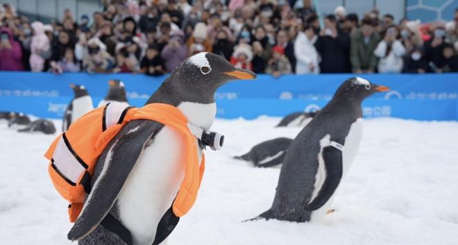 2025哈尔滨旅行社前十口碑榜：500万游客真实评价测评放心参考(图2)