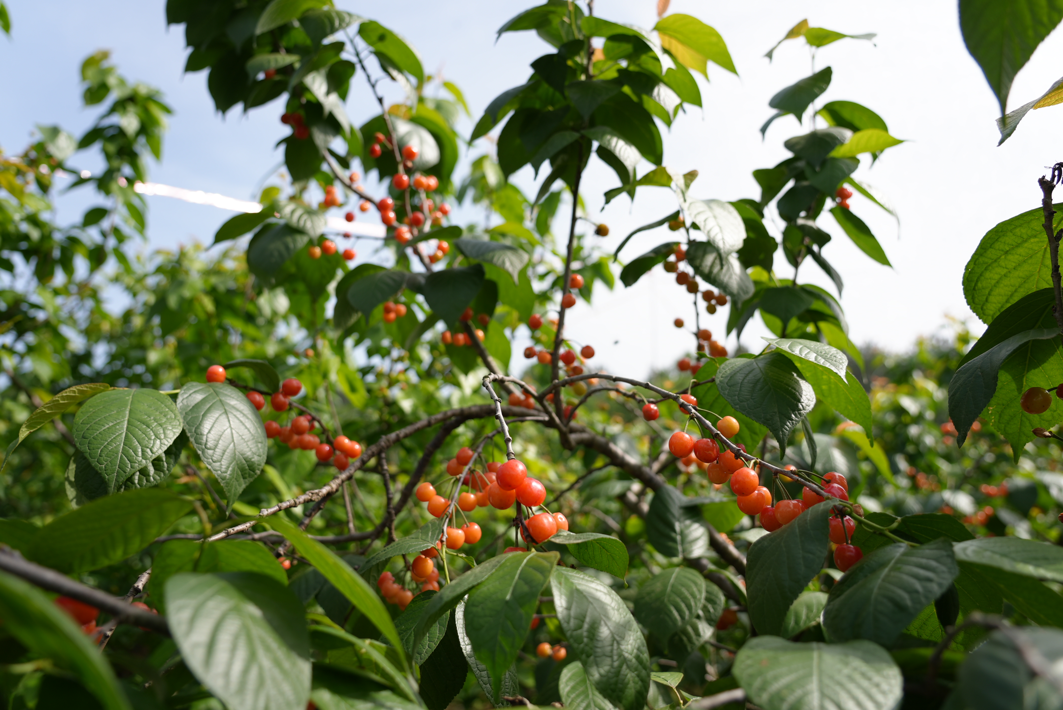 鄂西北绿水青山里一颗红樱桃的“甜蜜逆袭”