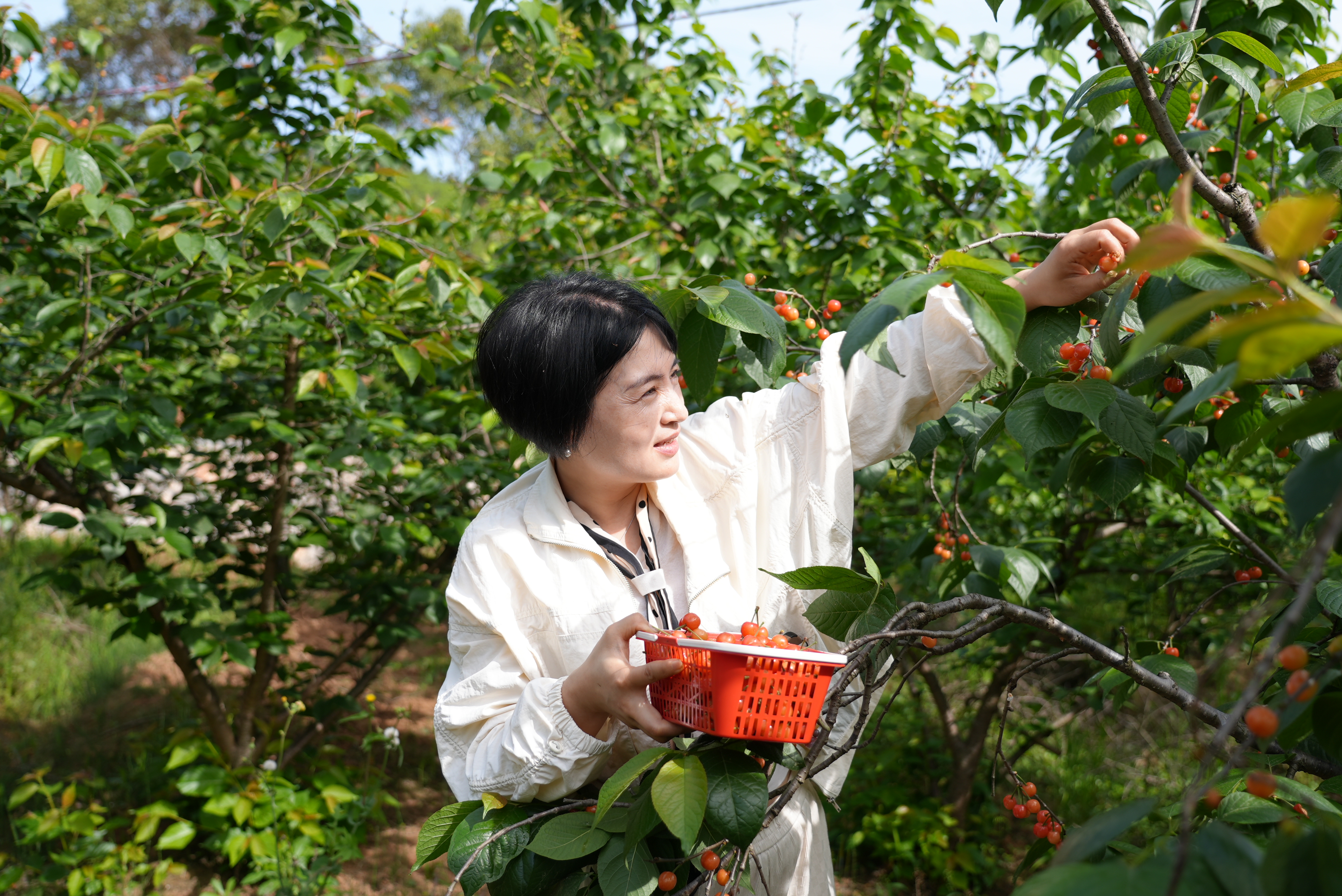 鄂西北绿水青山里一颗红樱桃的“甜蜜逆袭”(图2)