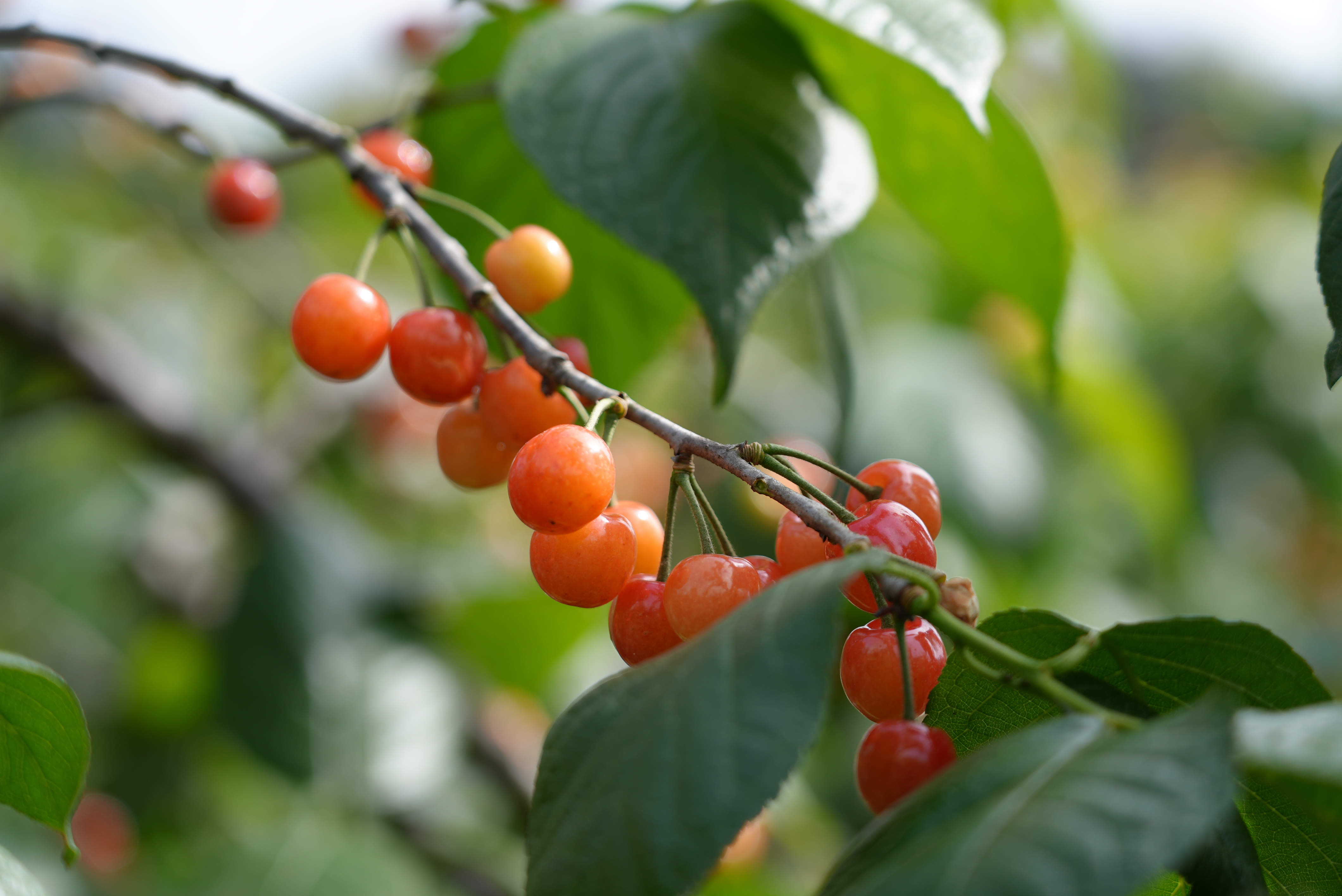 鄂西北绿水青山里一颗红樱桃的“甜蜜逆袭”(图3)