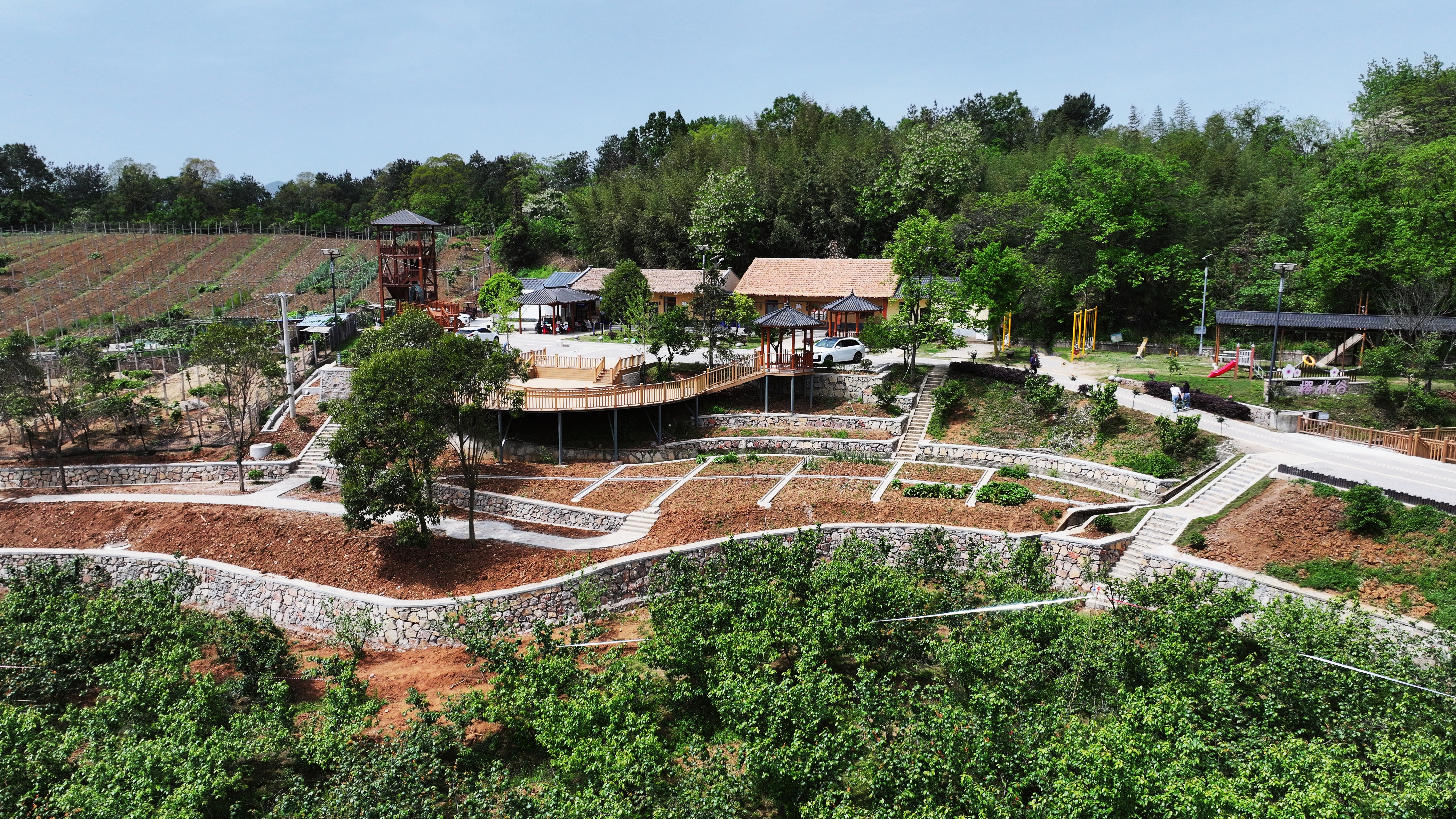 鄂西北绿水青山里一颗红樱桃的“甜蜜逆袭”(图4)