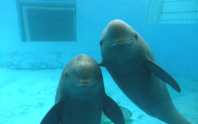 九游娱乐：数字赋能“江豚回归江城”：从“难得一见”到“随时邂逅”(图1)